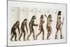Hominid Evolution Through Time-null-Mounted Giclee Print