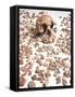 Hominid Fossil Skull 1470-John Reader-Framed Stretched Canvas