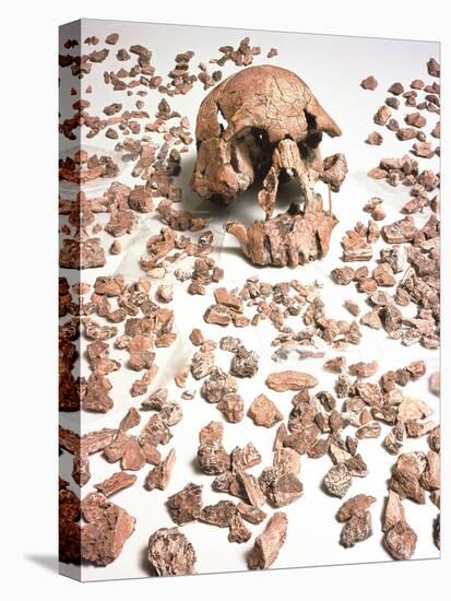 Hominid Fossil Skull 1470-John Reader-Stretched Canvas