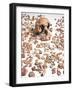 Hominid Fossil Skull 1470-John Reader-Framed Photographic Print
