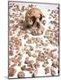 Hominid Fossil Skull 1470-John Reader-Mounted Photographic Print