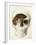 Homo Antecessor Fossil-null-Framed Photographic Print