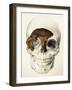 Homo Antecessor Fossil-null-Framed Photographic Print