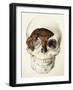 Homo Antecessor Fossil-null-Framed Photographic Print