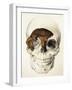 Homo Antecessor Fossil-null-Framed Photographic Print