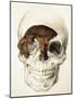 Homo Antecessor Fossil-null-Mounted Photographic Print