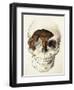 Homo Antecessor Fossil-null-Framed Photographic Print