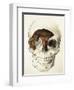 Homo Antecessor Fossil-null-Framed Photographic Print