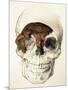 Homo Antecessor Fossil-null-Mounted Photographic Print