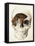 Homo Antecessor Fossil-null-Framed Stretched Canvas