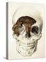 Homo Antecessor Fossil-null-Stretched Canvas