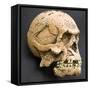 Homo Erectus, Humanoid Skull Reconstruction-null-Framed Stretched Canvas