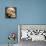 Homo Erectus, Humanoid Skull Reconstruction-null-Photographic Print displayed on a wall