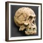 Homo Erectus, Humanoid Skull Reconstruction-null-Framed Photographic Print