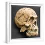 Homo Erectus, Humanoid Skull Reconstruction-null-Framed Photographic Print