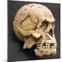 Homo Erectus, Humanoid Skull Reconstruction-null-Mounted Photographic Print