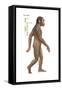 Homo Habilis, Evolution-Encyclopaedia Britannica-Framed Stretched Canvas