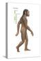 Homo Habilis, Evolution-Encyclopaedia Britannica-Stretched Canvas