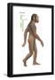 Homo Habilis, Evolution-Encyclopaedia Britannica-Framed Poster