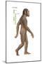 Homo Habilis, Evolution-Encyclopaedia Britannica-Mounted Poster