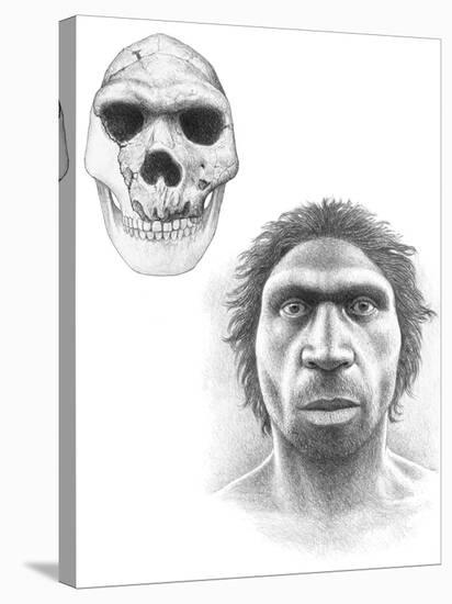 Homo Heidelbergensis Skull And Face-Mauricio Anton-Stretched Canvas