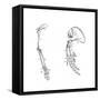 Homology (Of Commmon Descen), C1920-null-Framed Stretched Canvas