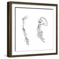 Homology (Of Commmon Descen), C1920-null-Framed Giclee Print