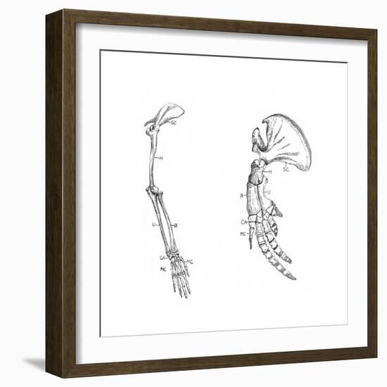 Homology (Of Commmon Descen), C1920-null-Framed Giclee Print