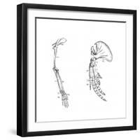 Homology (Of Commmon Descen), C1920-null-Framed Giclee Print