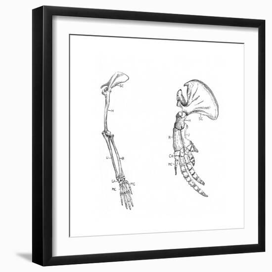 Homology (Of Commmon Descen), C1920-null-Framed Giclee Print