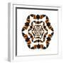 Homoptera (Cicada) Flying Insect Circular Pattern and Design Tosena Paviei-Darrell Gulin-Framed Photographic Print