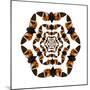 Homoptera (Cicada) Flying Insect Circular Pattern and Design Tosena Paviei-Darrell Gulin-Mounted Photographic Print