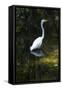 Homosassa Springs State Park, Florida: a Great Egret Fishes in the Water-Brad Beck-Framed Stretched Canvas