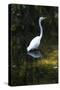 Homosassa Springs State Park, Florida: a Great Egret Fishes in the Water-Brad Beck-Stretched Canvas