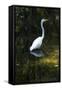 Homosassa Springs State Park, Florida: a Great Egret Fishes in the Water-Brad Beck-Framed Stretched Canvas