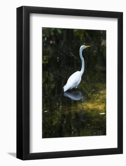 Homosassa Springs State Park, Florida: a Great Egret Fishes in the Water-Brad Beck-Framed Photographic Print