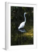 Homosassa Springs State Park, Florida: a Great Egret Fishes in the Water-Brad Beck-Framed Photographic Print