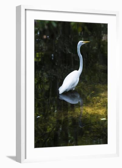 Homosassa Springs State Park, Florida: a Great Egret Fishes in the Water-Brad Beck-Framed Photographic Print