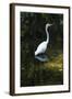 Homosassa Springs State Park, Florida: a Great Egret Fishes in the Water-Brad Beck-Framed Photographic Print