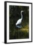 Homosassa Springs State Park, Florida: a Great Egret Fishes in the Water-Brad Beck-Framed Photographic Print