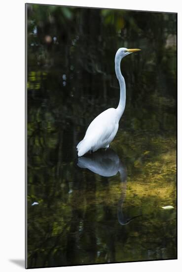 Homosassa Springs State Park, Florida: a Great Egret Fishes in the Water-Brad Beck-Mounted Photographic Print