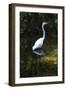 Homosassa Springs State Park, Florida: a Great Egret Fishes in the Water-Brad Beck-Framed Photographic Print