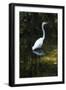 Homosassa Springs State Park, Florida: a Great Egret Fishes in the Water-Brad Beck-Framed Photographic Print