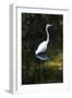 Homosassa Springs State Park, Florida: a Great Egret Fishes in the Water-Brad Beck-Framed Photographic Print