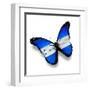 Honduras Flag Butterfly, Isolated On White-suns_luck-Framed Art Print