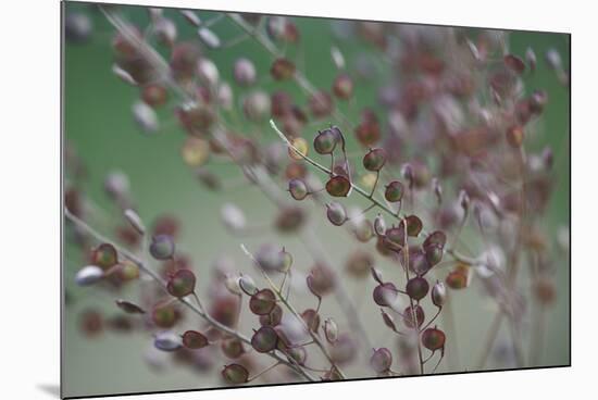 Honesty Branch-Wild Wonders of Europe-Mounted Giclee Print