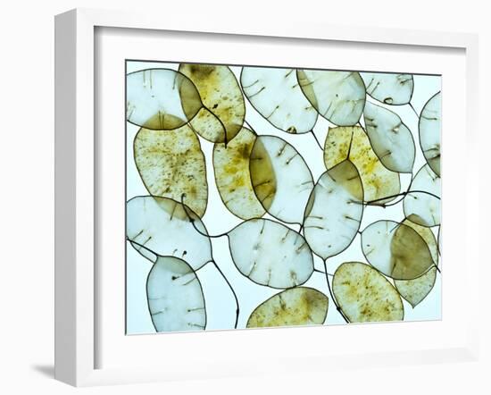 Honesty (Lunaria annua) seed pods.-Ernie Janes-Framed Photographic Print