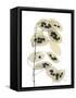 Honesty Seed Pod-Albert Koetsier-Framed Stretched Canvas