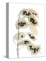 Honesty Seed Pod-Albert Koetsier-Stretched Canvas