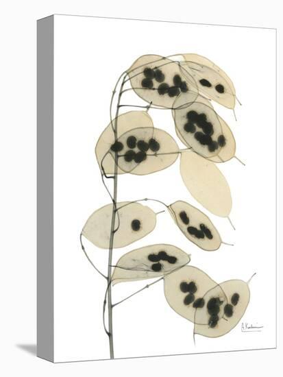 Honesty Seed Pod-Albert Koetsier-Stretched Canvas